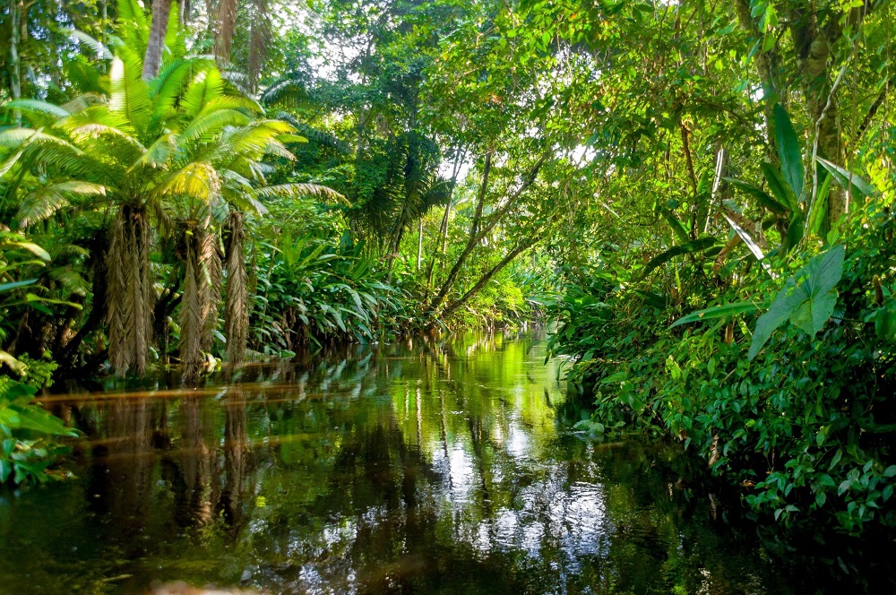 Young brothers found in Amazon after nearly four weeks