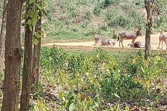 Gazipur safari park sees born of baby zebra