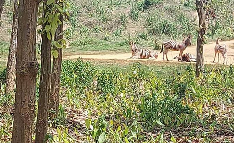 Gazipur safari park sees born of baby zebra