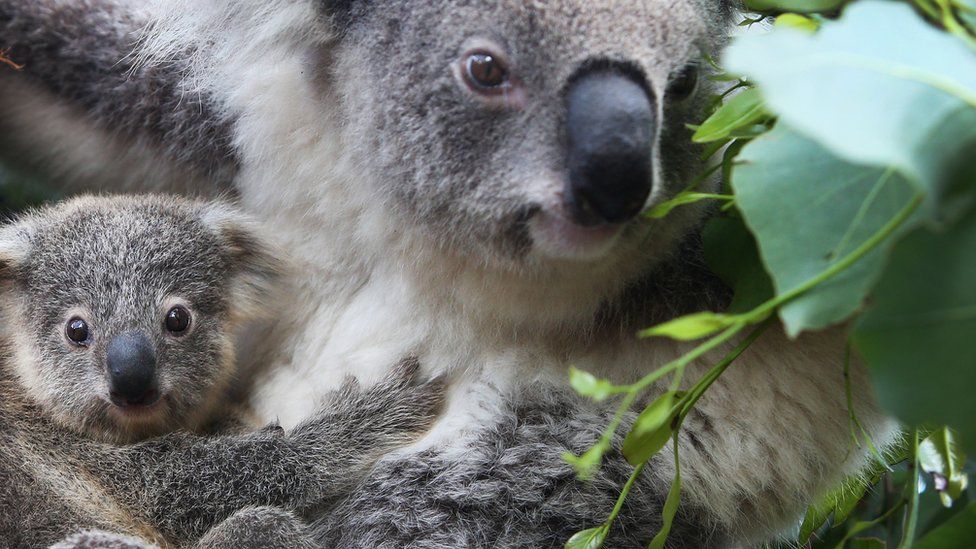 Freeze Koala sperm to save species, say researchers