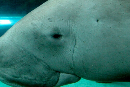 Animal that inspired mermaid tales extinct in China