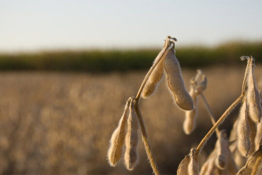 Food crops made 20% more efficient at harnessing sunlight