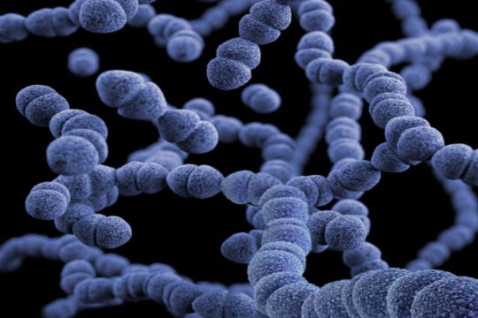 Bacterial infections: Second leading cause of death worldwide
