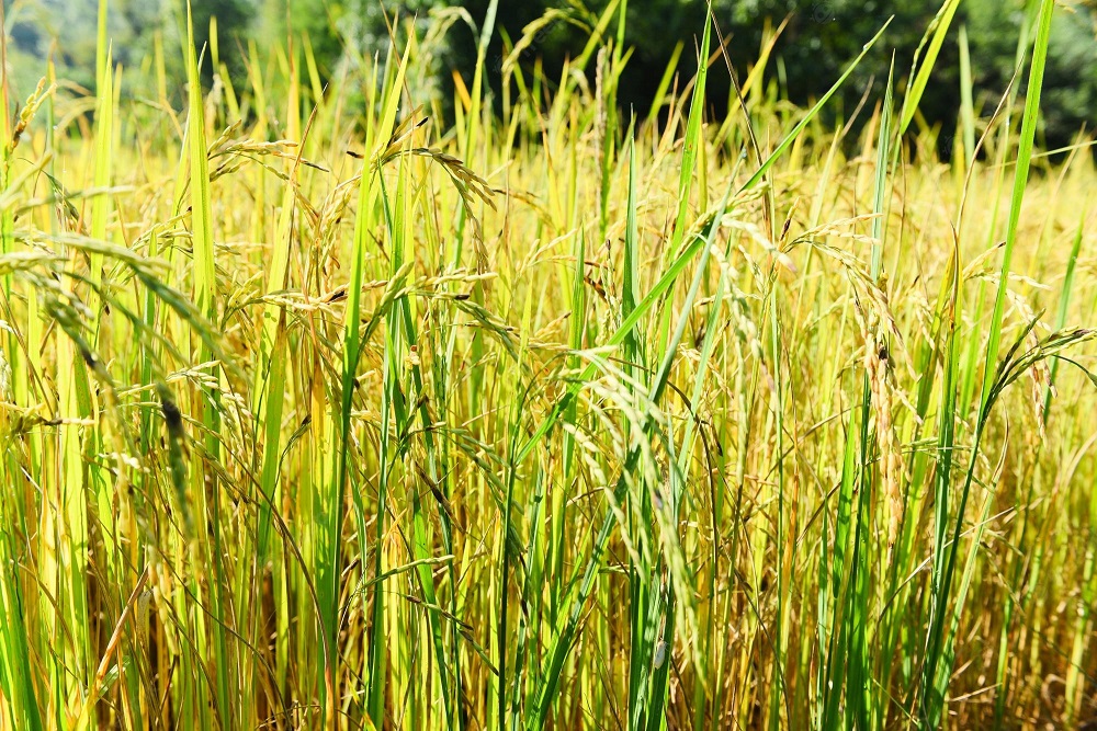 TK 170 crore incentives to boost Boro paddy production