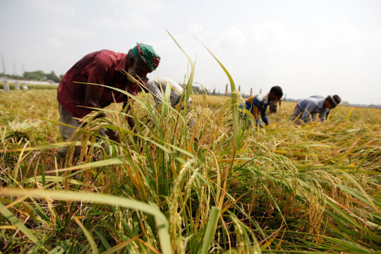 90% of haor paddy harvested: Deputy Minister