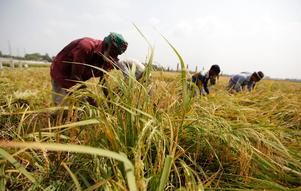 90% of haor paddy harvested: Deputy Minister