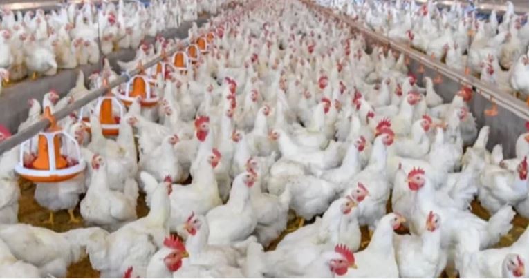 Broiler chicken now selling at Tk 230 per kg, egg price down