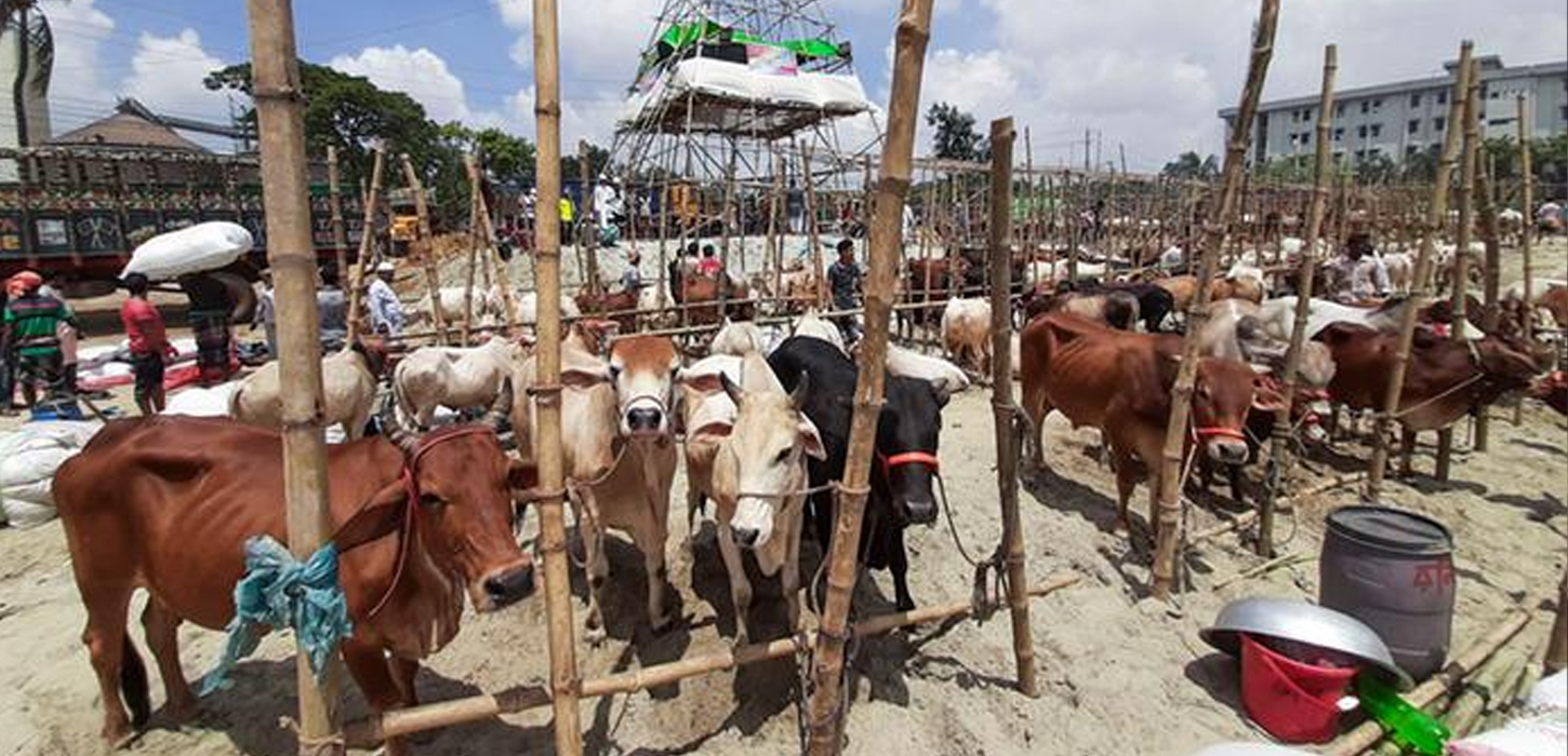 Cattle market to launch in Dhaka from July 17