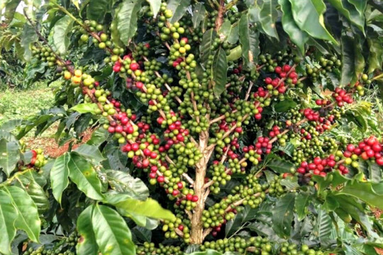 Potentials of growing coffee in entire Bangladesh