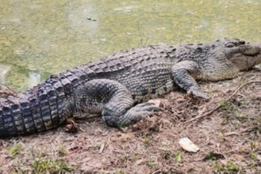 Six crocs born for first time at Gazipur safari park