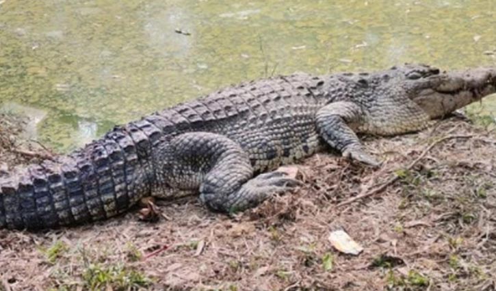 Six crocs born for first time at Gazipur safari park