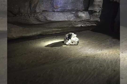 Dog, missing 2 months, found alive inside Missouri cave