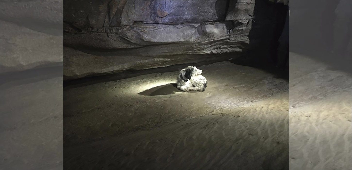 Dog, missing 2 months, found alive inside Missouri cave