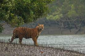 3-month travel, fishing ban in Sundarbans