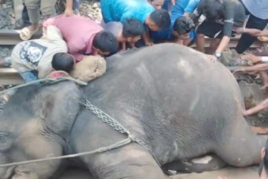 Elephant died after being hit by train in capital