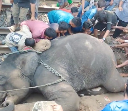 Elephant died after being hit by train in capital