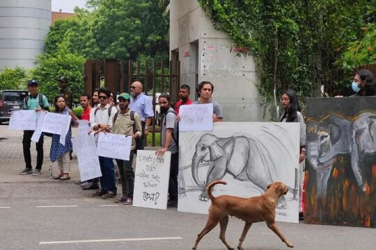 Animal lovers seek justice for elephant killing