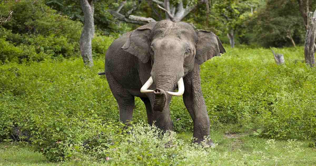 Wild elephant kills woman in Rangamati