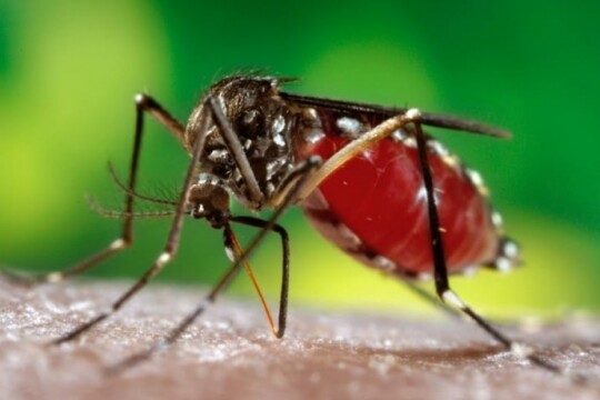 Bangladesh reports 3 new dengue fatalities, 410 cases in 24 hrs