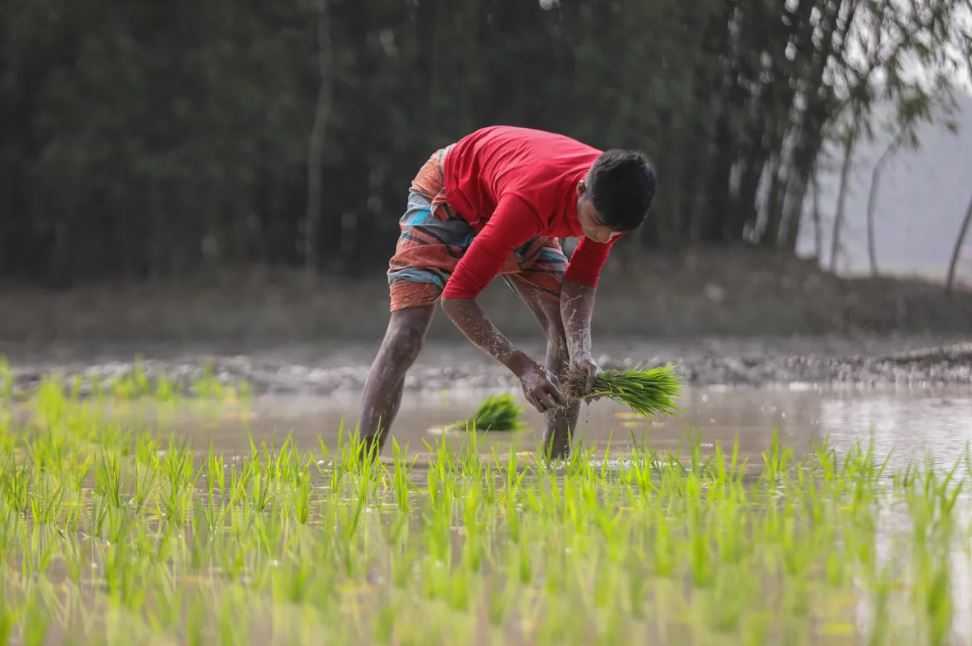 DAE issued 4 directives to avoid possible crop damage due to cyclone Mocha