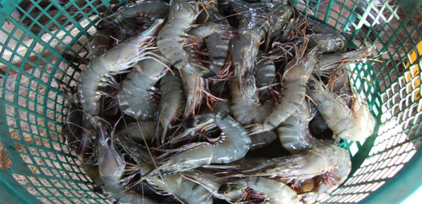 Commercial production of Vannamei variety can bring back golden days of shrimp export