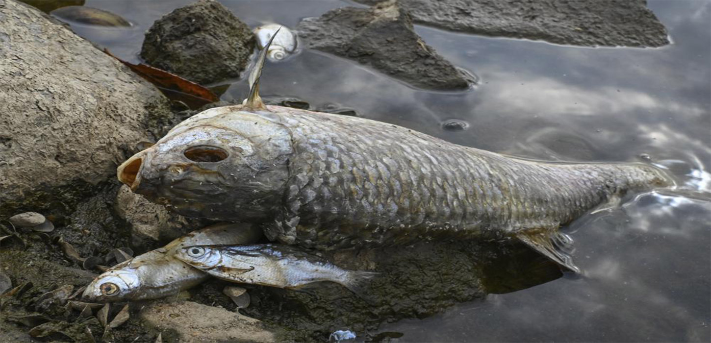 What killed tons of fish in European river? Mystery deepens