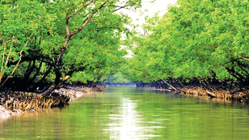 Sundarbans biodiversity under threat as salinity increases