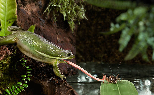 DSCC to use frogs to kill mosquitoes