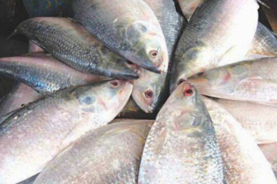 Country set to enter 22-ban on hilsa fishing midnight