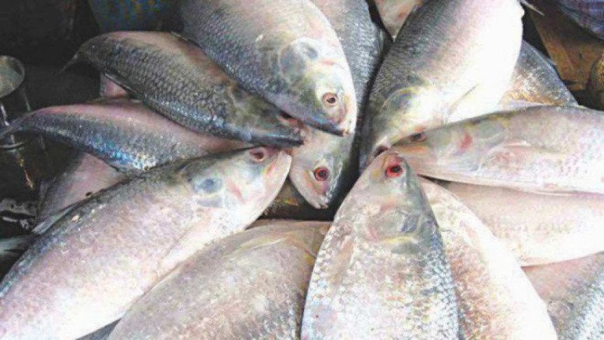 Country set to enter 22-ban on hilsa fishing midnight