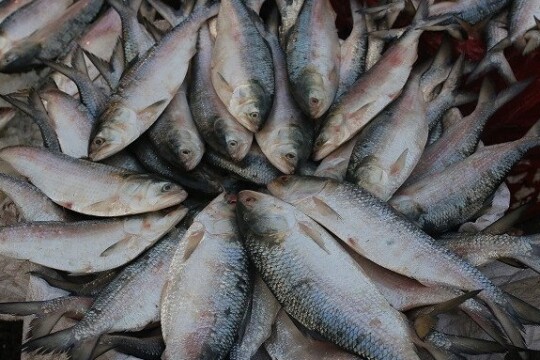 Ban on fishing, selling hilsa starts October 4