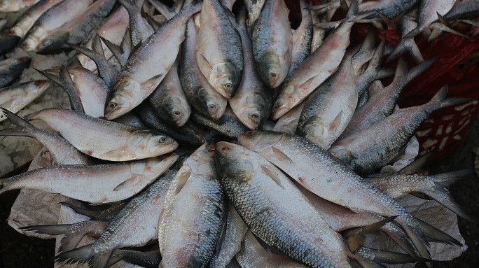 Ban on hilsa fishing lifted