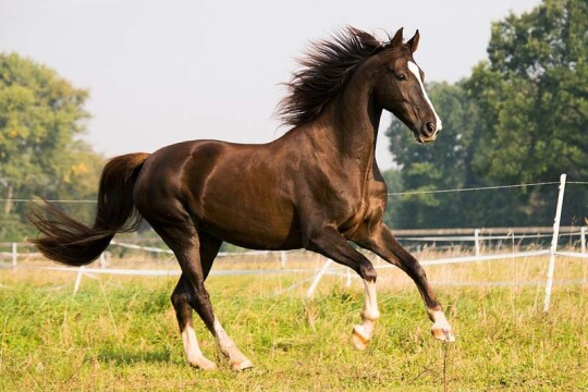 First evidence for horseback riding dates back 5,000 years