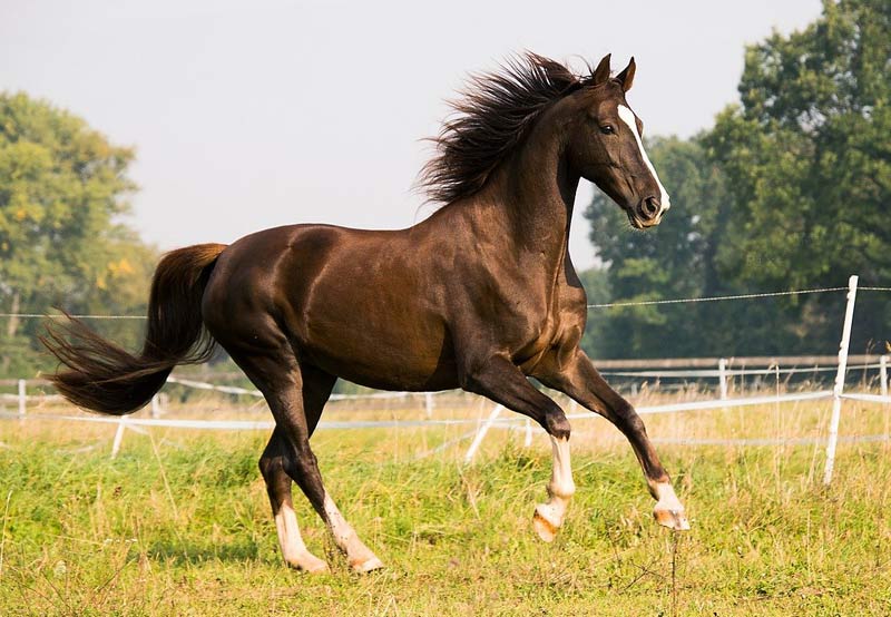 First evidence for horseback riding dates back 5,000 years