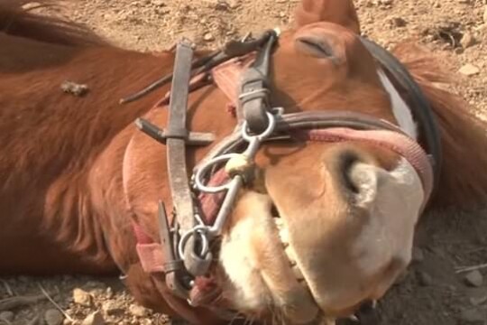 Horse fakes sleeping to avoid work