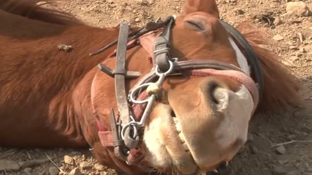 Horse fakes sleeping to avoid work