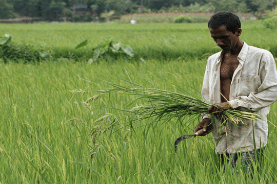 IFC giving $32.5 million to ensure food security in Bangladesh