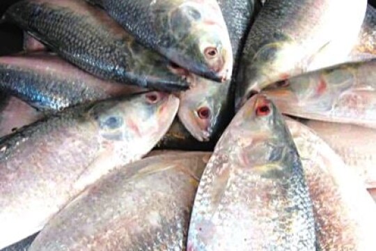 Two-month fishing ban in 5 hilsa sanctuaries begins tomorrow