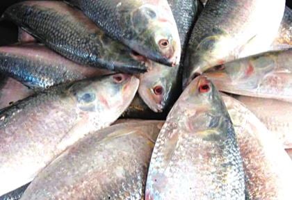 Two-month fishing ban in 5 hilsa sanctuaries begins tomorrow