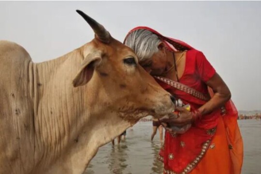 Indian government asks people to hug cows on Valentine‍‍`s Day