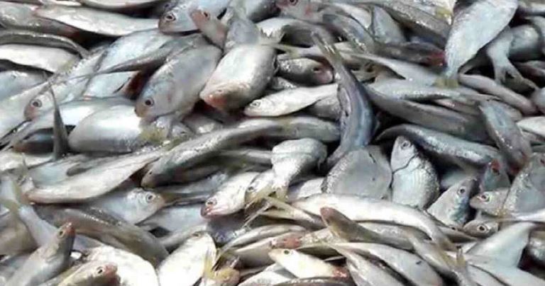 Jatka Conservation Week begins March  31