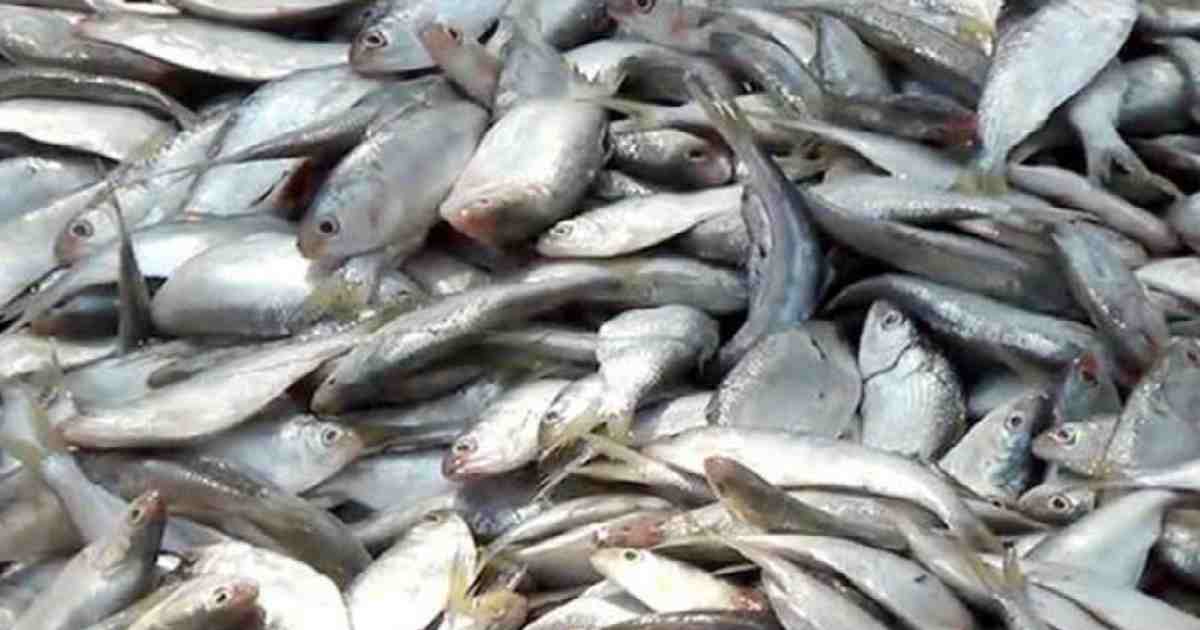 Govt to observe Jatka Conservation Week from Mar 31