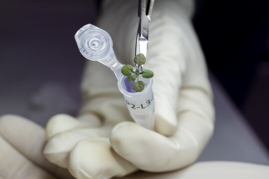 Scientists use lunar soil to grow plants for first time