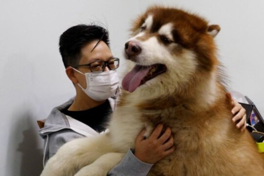 Hong Kong emigration wave takes toll on its least political residents - its pets