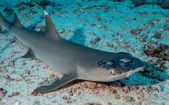 Malaysia's reef sharks stricken with mystery skin disease