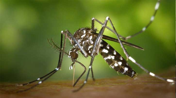 Five die of dengue, 284 others hospitalised in 24 hours