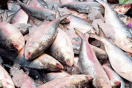 Legal notice served on govt to stop Hilsa exporting to India