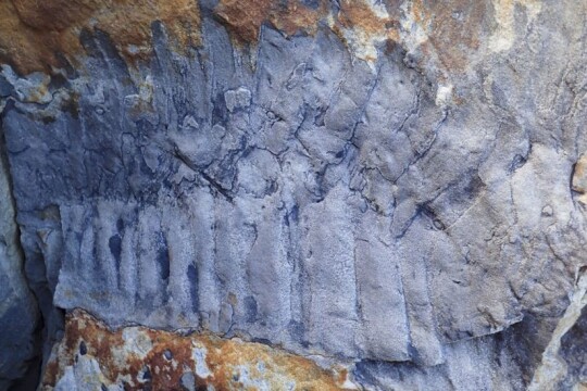 Scientists claim to have discovered largest-ever millipede fossil