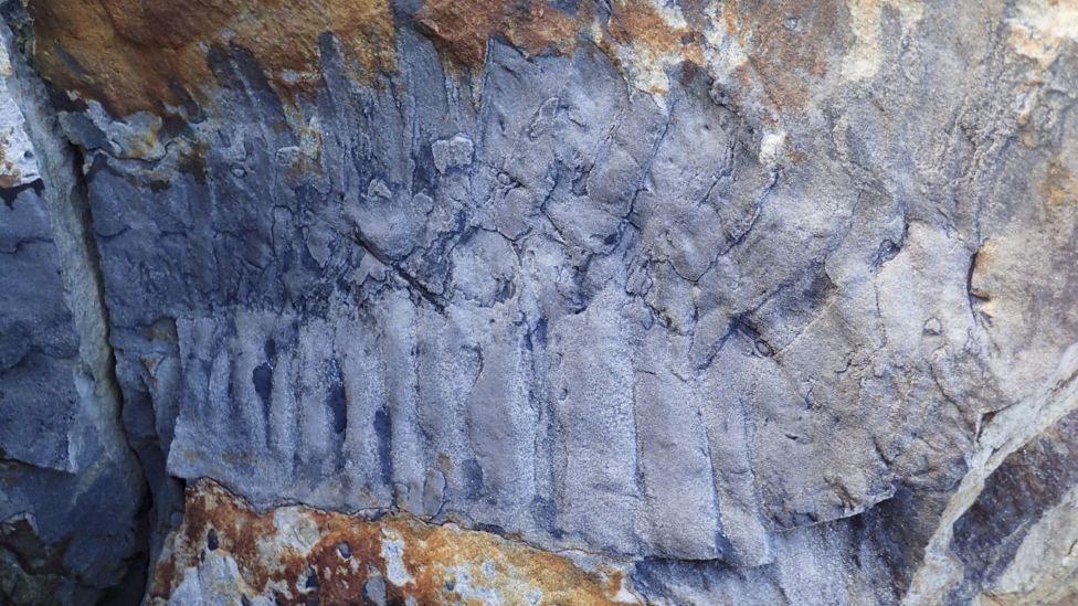 Scientists claim to have discovered largest-ever millipede fossil