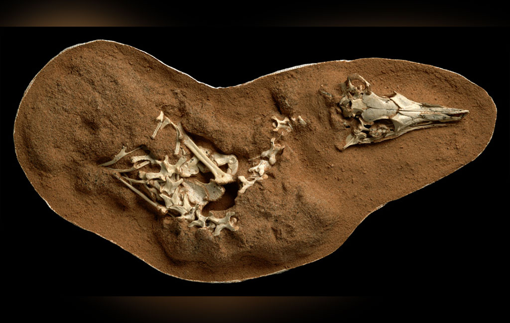 Pint-sized Mongolian menace shows dinosaurs loved the nightlife, too